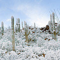 Desert Snowmen
