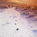 Sunrise Journey